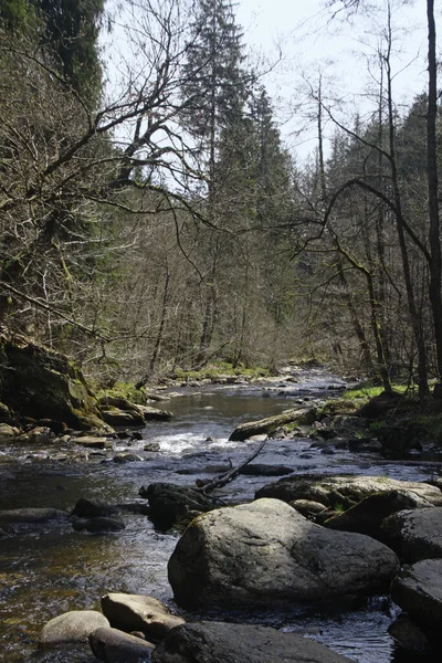 Rotsachtige Rivier Het Bos — Stockfoto