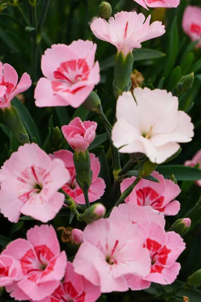 Верхний Вид Розовых Цветов Олеандра Выращенных Саду — стоковое фото