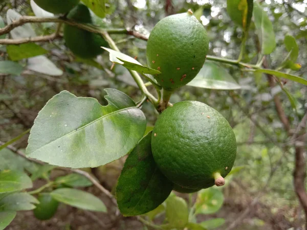 Крупный План Зеленых Лимонов Растущих Дереве Фирме Сбора Урожая — стоковое фото