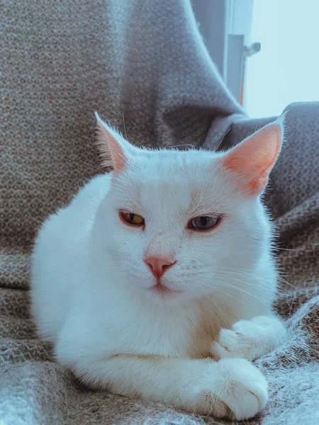 Een Close Shot Van Een Witte Kat Een Fauteuil — Stockfoto