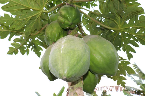 木瓜为收获而在大树上生长的绿色原生木瓜的特写 — 图库照片