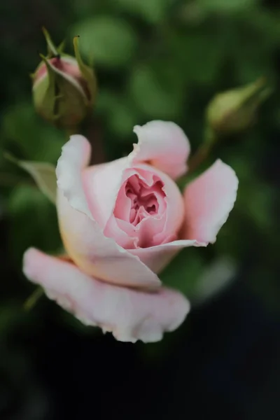 Selektivní Záběr Krásné Růžové Růže — Stock fotografie
