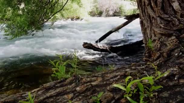 阳光普照的森林里湍急水流的景象 — 图库视频影像