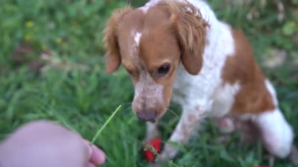 Zbliżenie Osoby Dającej Uroczy Brittany Pies Maki Polu Strzał — Wideo stockowe