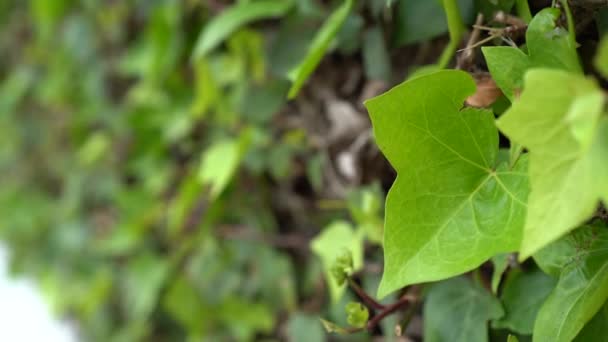 Зеленые Листья Саду — стоковое видео