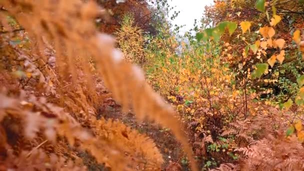 Primer Plano Vertical Hermosos Árboles Bosque Con Colores Otoñales — Vídeo de stock