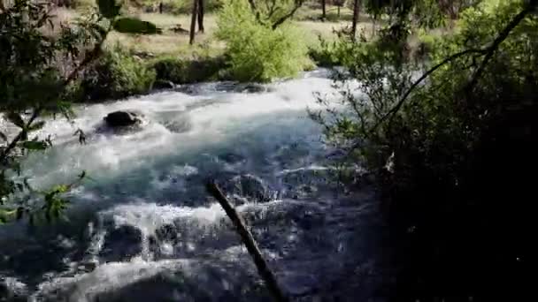 Pintoresca Vista Corriente Rápida Que Fluye Bosque Día Soleado — Vídeos de Stock