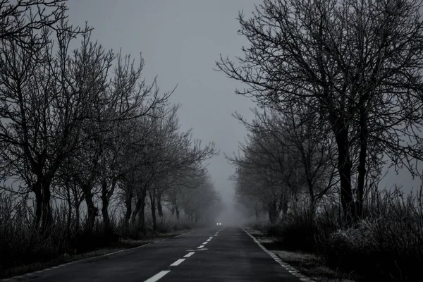 Una Nebbiosa Strada Stretta Tra Gli Alberi Una Stagione Invernale — Foto Stock