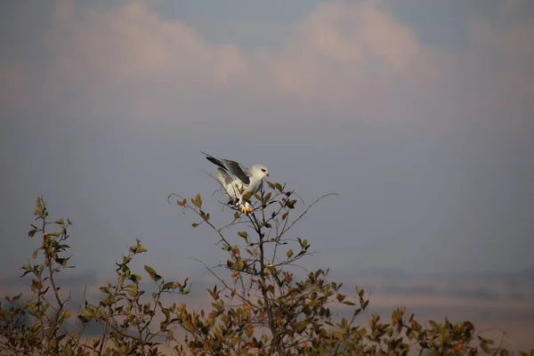 Nahaufnahme Eines Weißen Vogels Auf Dem Kleinen Baum Unter Dem — Stockfoto