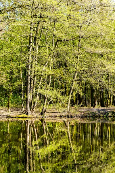 Přirozený Pohled Klidné Jezero Odrazem Stromů Povrchu — Stock fotografie