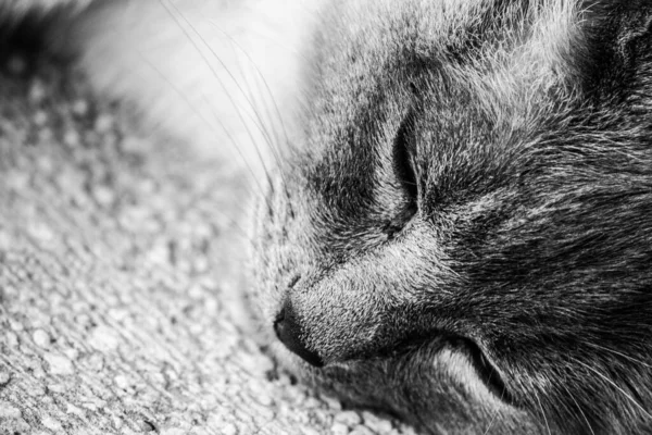 Gros Plan Niveaux Gris Chat Endormi — Photo