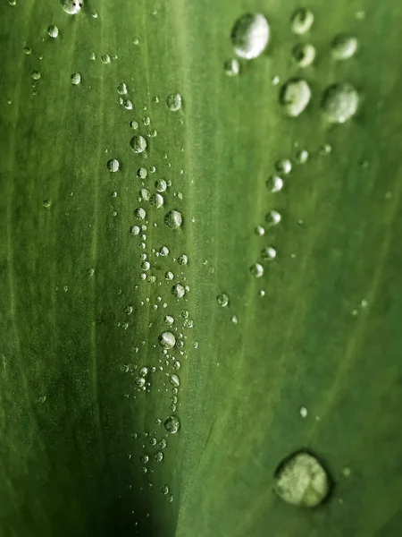 Makroaufnahme Eines Frischen Grünen Blattes Einer Pflanze Mit Tautropfen — Stockfoto
