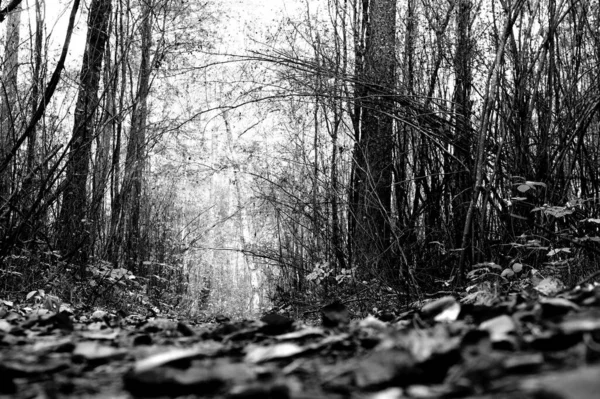 Primer Plano Escala Grises Hojas Suelo Forestal —  Fotos de Stock