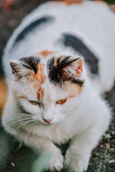 Detailní Záběr Krásné Trojbarevné Kočky Ležící Zemi — Stock fotografie