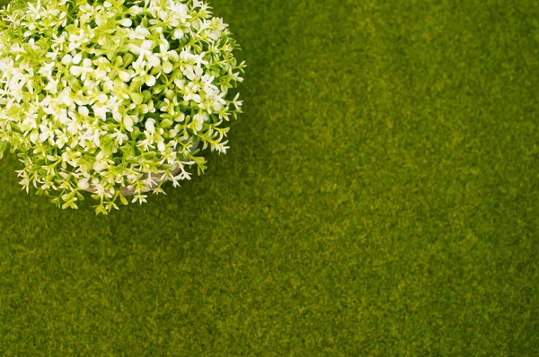 Närbild Skott Vit Blommande Växt Potten Den Gröna Gräset Bakgrund — Stockfoto