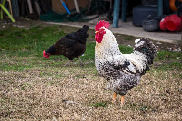 Primer Plano Gallo Manchado Una Granja — Foto de Stock