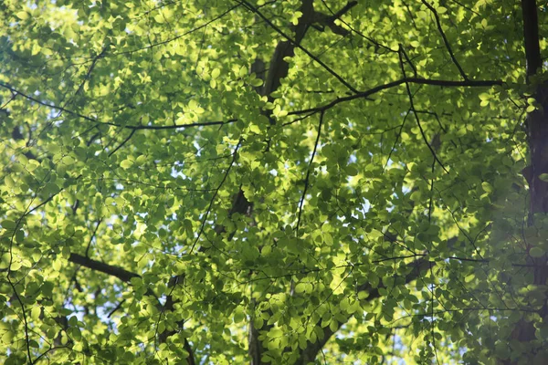 Tiro Ángulo Bajo Ramas Árbol Verdes Sobre Fondo Cielo Azul —  Fotos de Stock