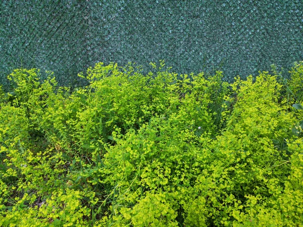 Gros Plan Plantes Vertes Fraîches Poussant Dans Jardin — Photo