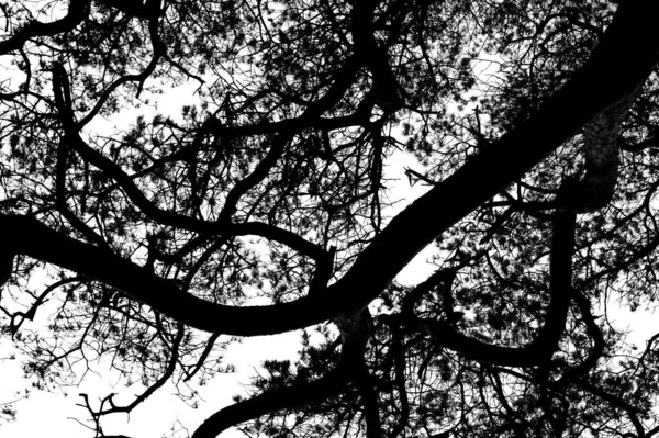 Szary Kadr Pięknych Gałęzi Drzewie — Zdjęcie stockowe