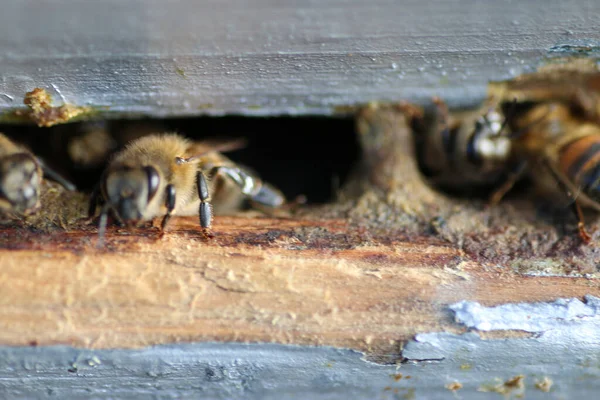 Eine Makroaufnahme Von Bienen Außerhalb Des Bienenstocks Einem Sonnigen Tag — Stockfoto