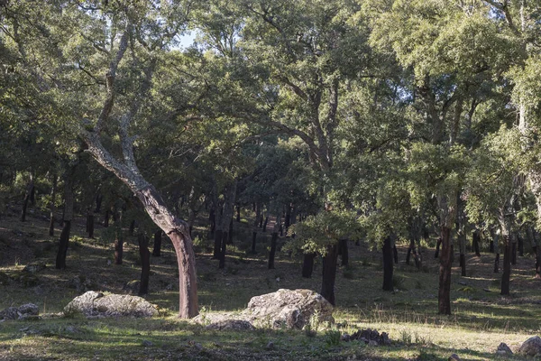 Trees Sierra Los Alcornocales Natural Park Andalusia Spain — Stock Photo, Image