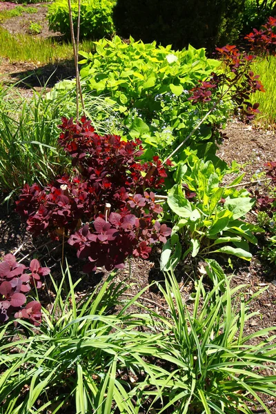 Pemandangan Indah Dari Tanaman Heuchera Dengan Tanaman Hijau Taman — Stok Foto