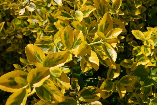 Closeup Shot Golden Euonymus Evergreen Shrub Green Yellow Oval Shaped — Stok Foto