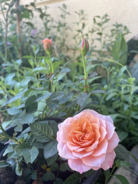 Primer Plano Rosas Rosadas Florecientes Patio — Foto de Stock