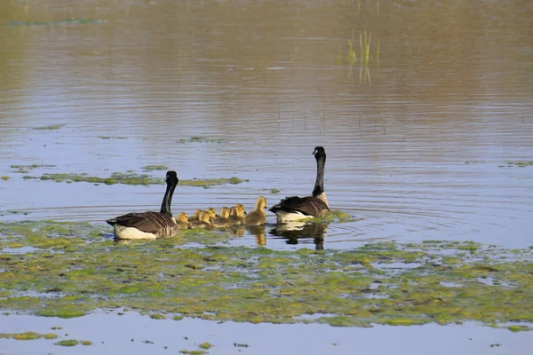 Tiro Close Cisnes Patinhos Nadando Lago Dia Ensolarado — Fotografia de Stock