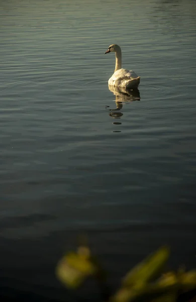 Coup Vertical Cygne Gracieux Flottant Dans Lac — Photo