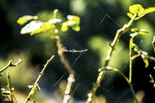 Une Toile Araignée Sur Petites Plantes Vertes Dans Une Forêt — Photo