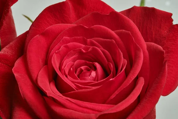 Közelkép Egy Élénk Vörös Rózsa Virágról — Stock Fotó
