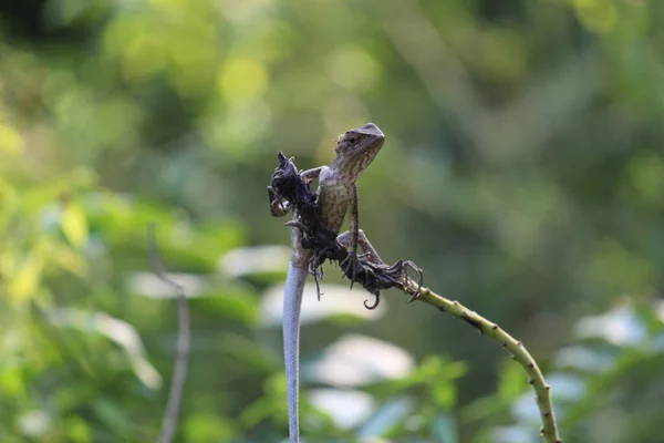 Lagarto Galho Fundo Embaçado Verde — Fotografia de Stock