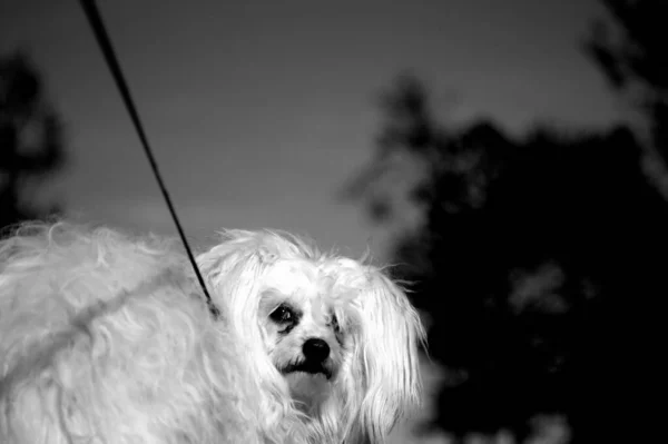Grayscale Closeup Shot Cute Dog Face — Stock Photo, Image
