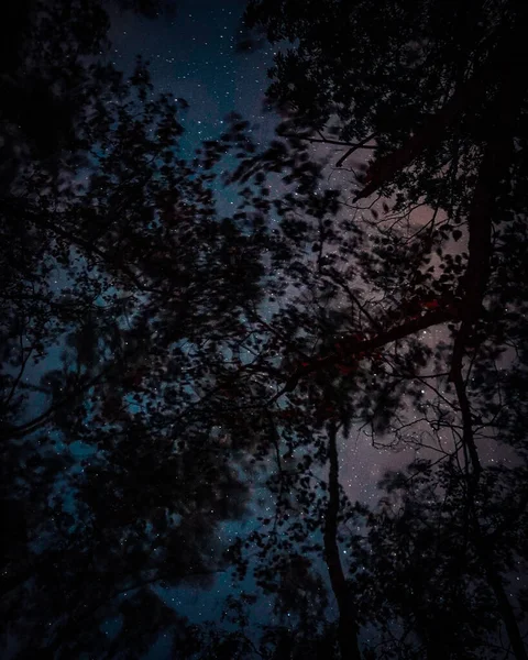 Nízký Úhel Záběr Stromů Proti Hvězdné Noční Obloze Pozadí — Stock fotografie