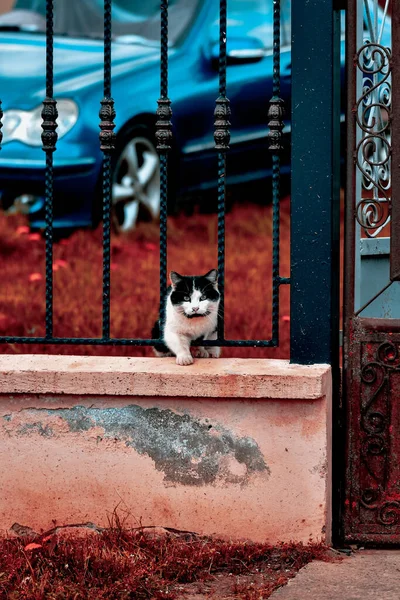 Μια Κοντινή Φωτογραφία Μιας Ασπρόμαυρης Γάτας Ένα Φράχτη — Φωτογραφία Αρχείου