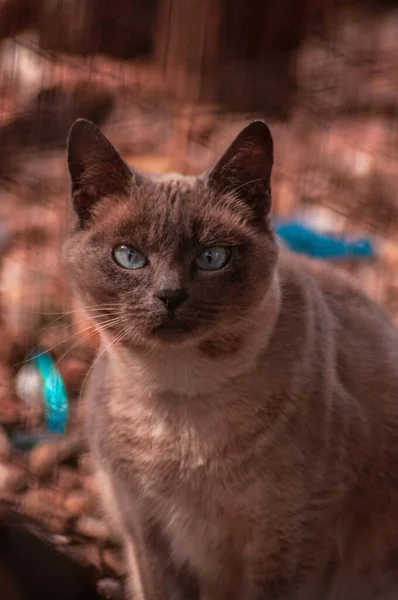 Ett Porträtt Inhemsk Burmesisk Katt Lamporna Med Suddig Bakgrund — Stockfoto