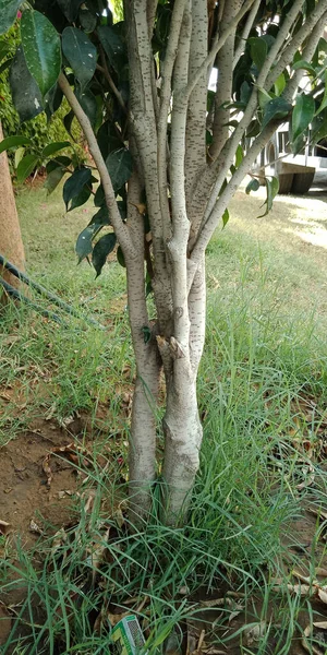 Plan Vertical Arbre Dans Cour — Photo