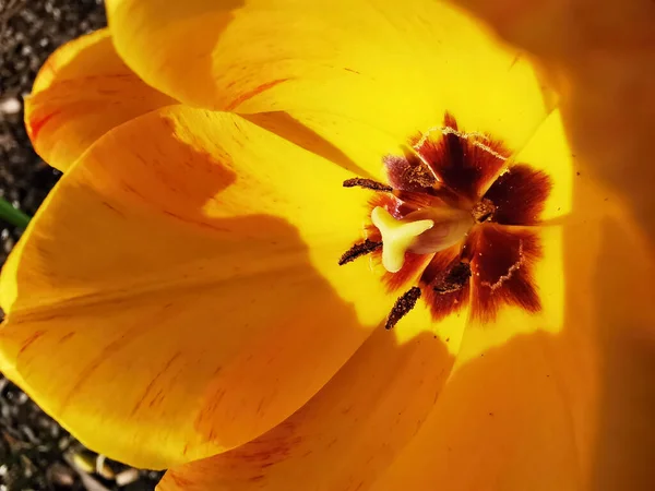黄色のチューリップのマクロショット — ストック写真