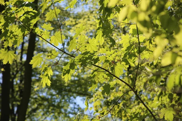 蓝天背景上的绿树枝条的低角照片 — 图库照片