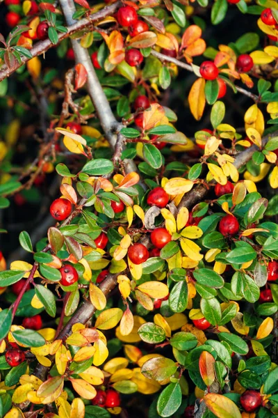 Uma Vista Superior Uma Planta Cotoneaster — Fotografia de Stock