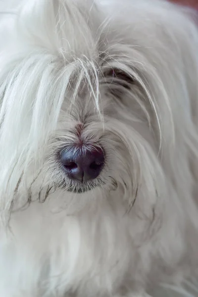 Een Closeup Shot Van Een Witte Maltese Lapdog — Stockfoto