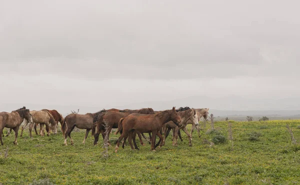 Herd Horses Grazing Running Freedom — Stock Photo, Image