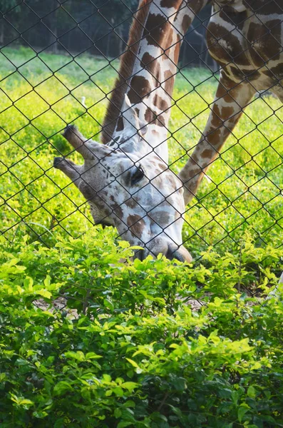 Tiro Vertical Uma Girafa Comendo Plantas Atrás Uma Cerca Arame — Fotografia de Stock