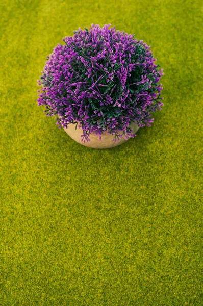 Närbild Skott Lila Blommande Växt Potten Den Gröna Gräset Bakgrund — Stockfoto
