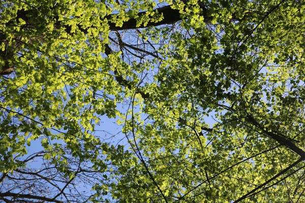 Низкоугольный Снимок Ветвей Зеленого Дерева Фоне Голубого Неба — стоковое фото
