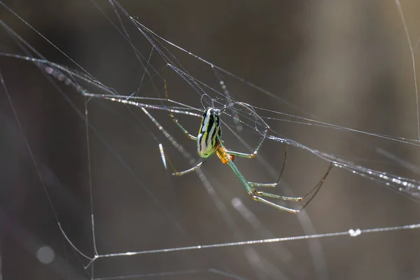 Eine Nahaufnahme Einer Großen Bunten Spinne Auf Einem Spinnennetz — Stockfoto