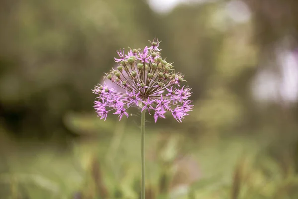 Μια Επιλεκτική Εστίαση Των Λουλουδιών Allium Ανθίζουν Ένα — Φωτογραφία Αρχείου