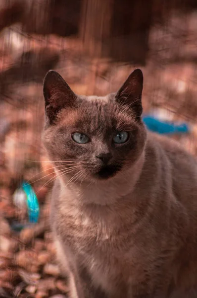 Retrato Gato Birmanês Doméstico Sob Luzes Com Fundo Embaçado — Fotografia de Stock