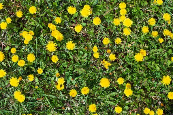 Widok Góry Żółte Kwiaty Mniszka Lekarskiego — Zdjęcie stockowe